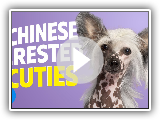 8 Things Only Chinese Crested Owners Will Understand | Chewy
